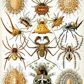 Arachnid (Arachnida)