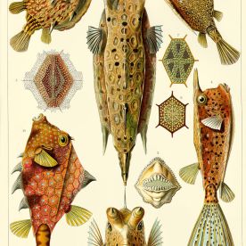 Boxfish (Ostraciontes)