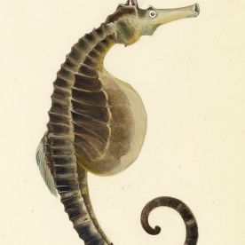 Pot-bellied sea horse